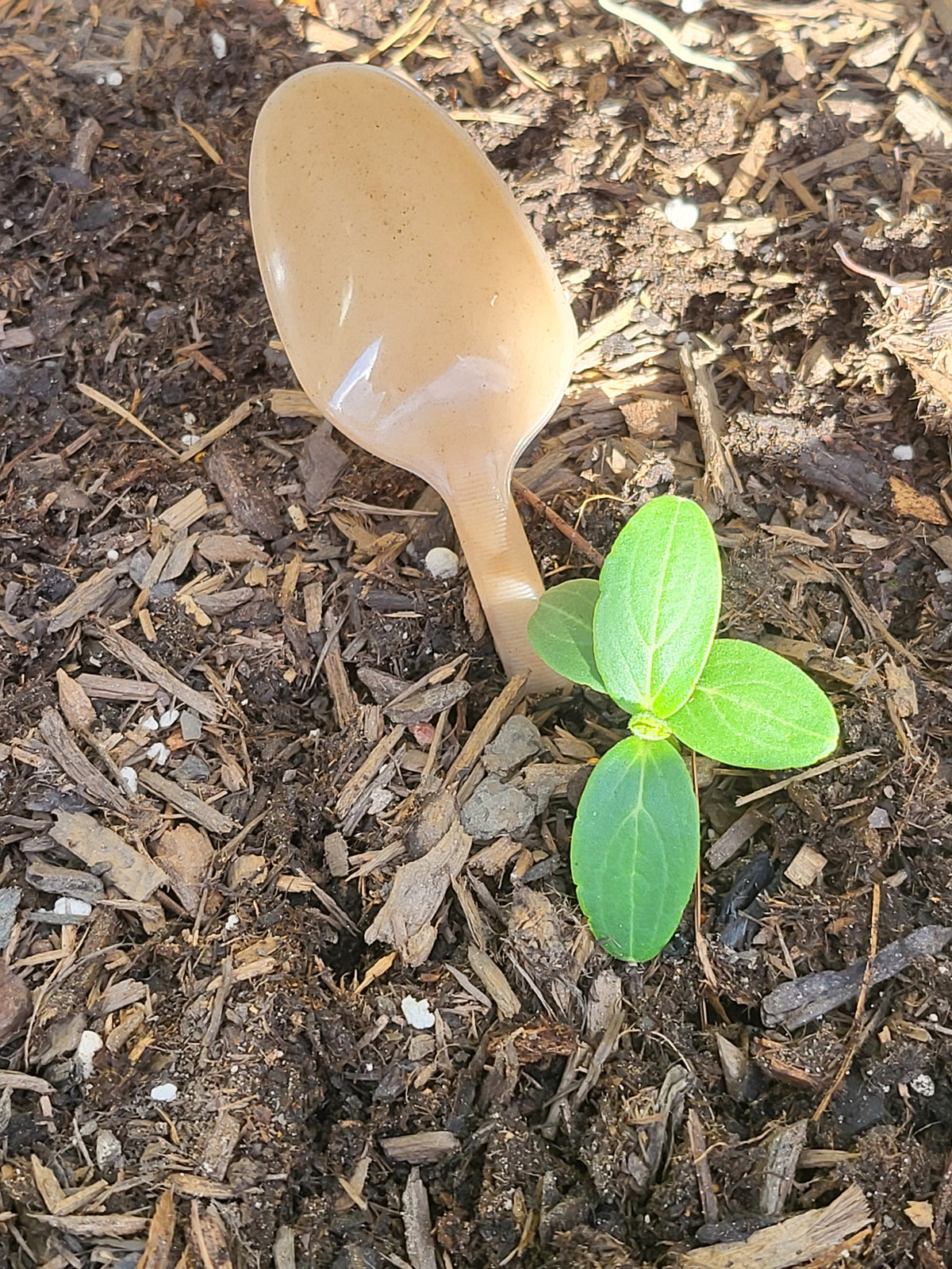 Natural Agave Heavy Duty Spoon