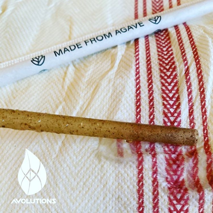 Jumbo 6 in - Natural Agave - Cocktail Straw
